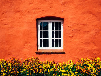 Red flowers on window