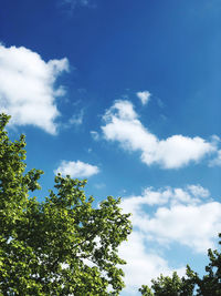 Low angle view of trees against sky