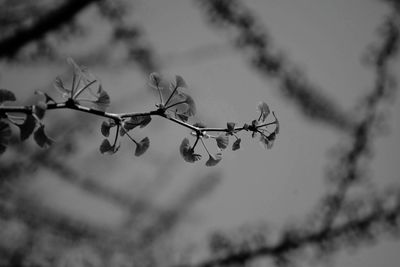 Close-up of branch