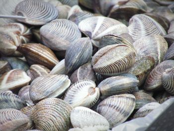 Full frame shot of seashells on beach