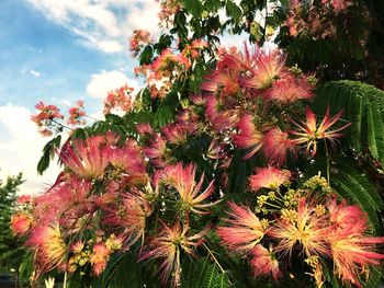 Close-up of flowers on tree