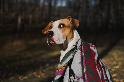 Close-up of dog looking away