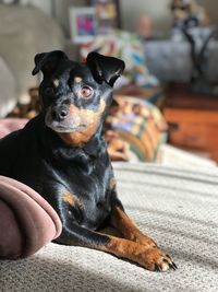 Portrait of dog relaxing at home