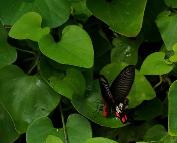 Close-up of butterfly on plant