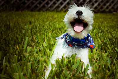 Dog in a back yard