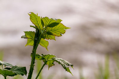 Close-up of plant