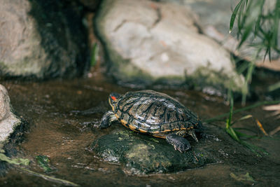 Close-up of turtle on rock