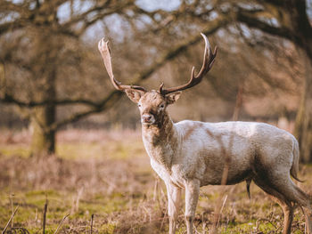 Deer standing in a field