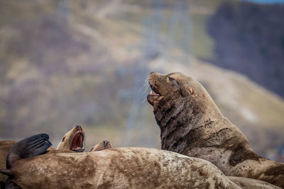 Close-up of seals against mountain