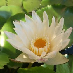 Close-up of white water lily