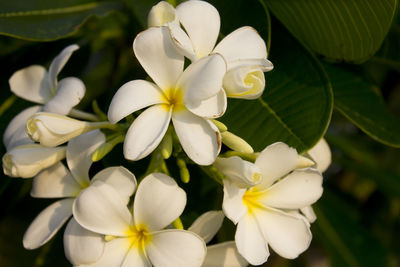 Close-up of white flowering plant