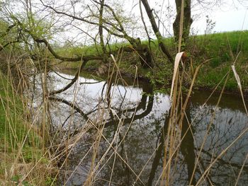 Bare trees in river against sky