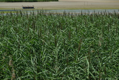 Scenic view of agricultural field