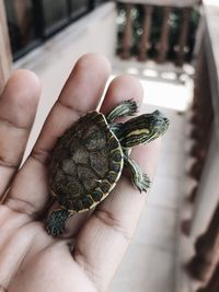 Close-up of hand holding crab