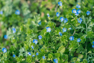 Close-up of purple flowering plants