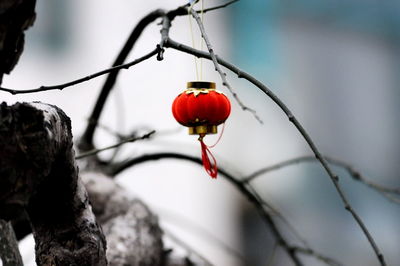 Close-up of small lantern hanging on bare tree