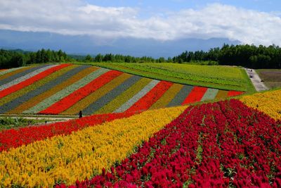 Scenic view of colorful flowers against sky at shikisainooka