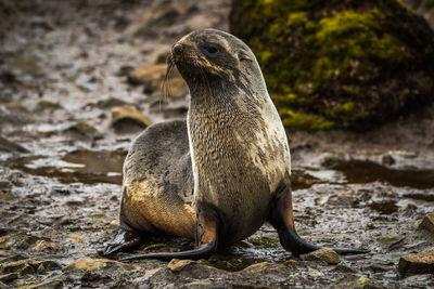 Seal resting in stream