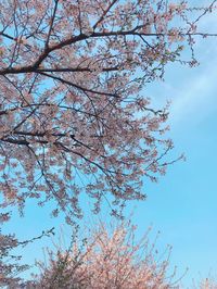 Low angle view of cherry tree against blue sky