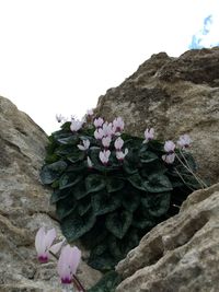 Close-up of pink flowering plant by rocks against sky