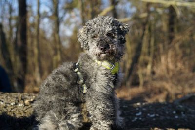 Portrait of a dog on land