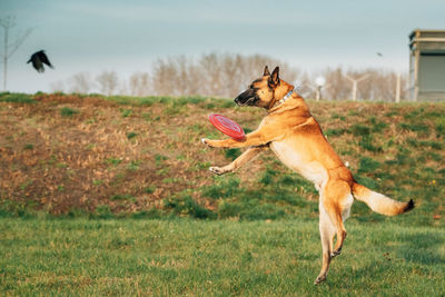 Dog running in field