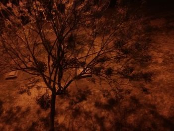 Low angle view of bare trees against sky at sunset