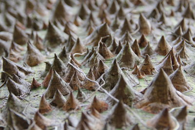 Full frame shot of thorns on tree