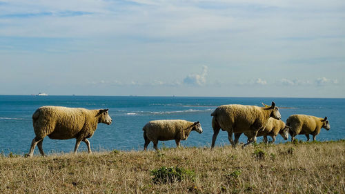 Flock of sheep in the sea