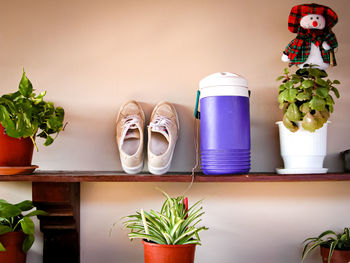 Potted plants on table at home