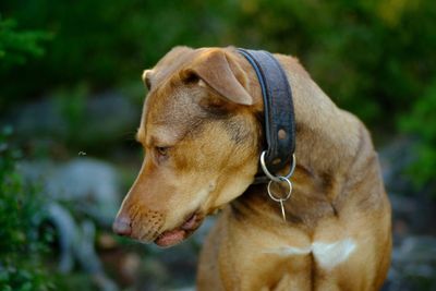 Close-up of dog looking away