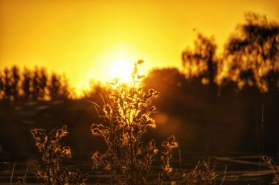 Plants growing on field against sky during sunset