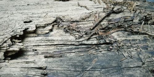 Full frame shot of tree trunk