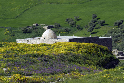 View of flowering plants on field