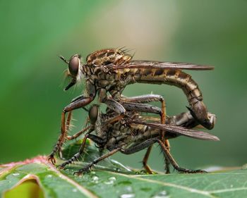 Close-up of insect on plant