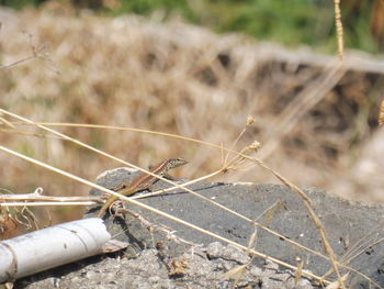 Close-up of lizard