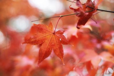 Close-up of autumnal leaves on tree