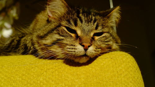 Close-up portrait of a cat