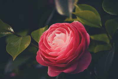 Close-up of pink rose