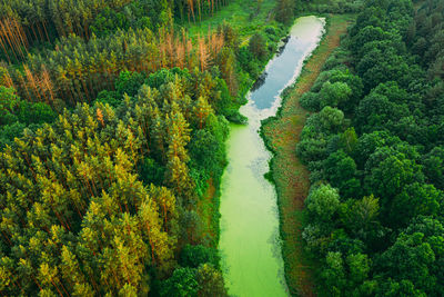 High angle view of river amidst trees in forest