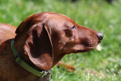 Close-up of a dog looking away