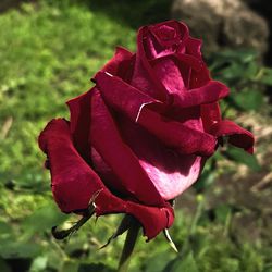 Close-up of red rose blooming in park