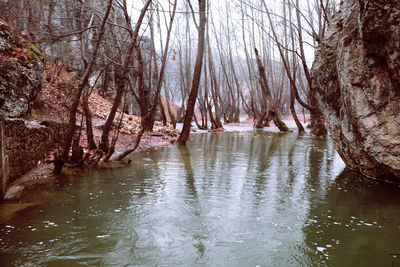 Scenic view of river amidst trees in forest