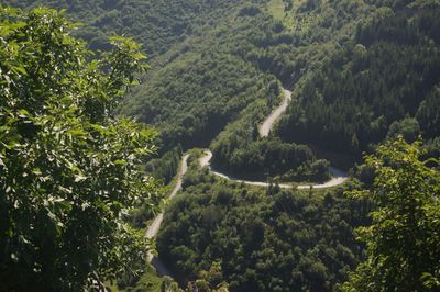 High angle view of trees in forest