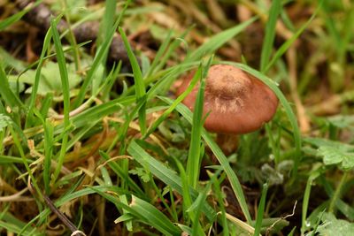 Close-up of mushroom growing on field