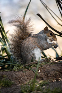 Close-up of squirrel