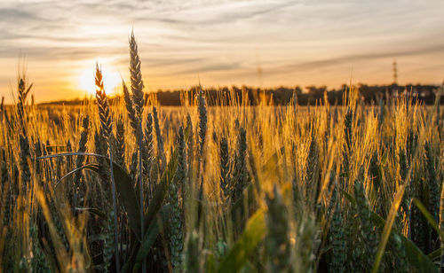 Close-up of crop in field against dramatic sky