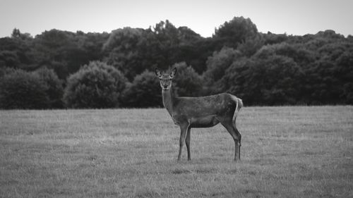 Horse standing on field against trees