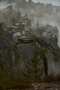 Scenic view of forest during foggy weather