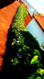 Close-up of plant against blurred background